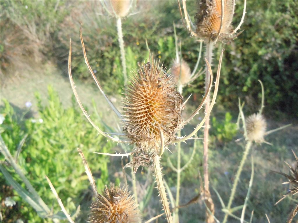 Dipsacus fullonum